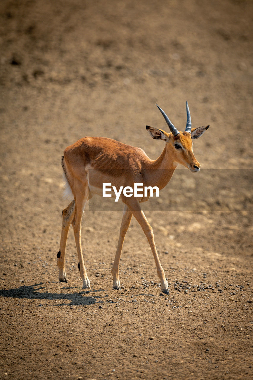 Young male common impala walks in sunshine