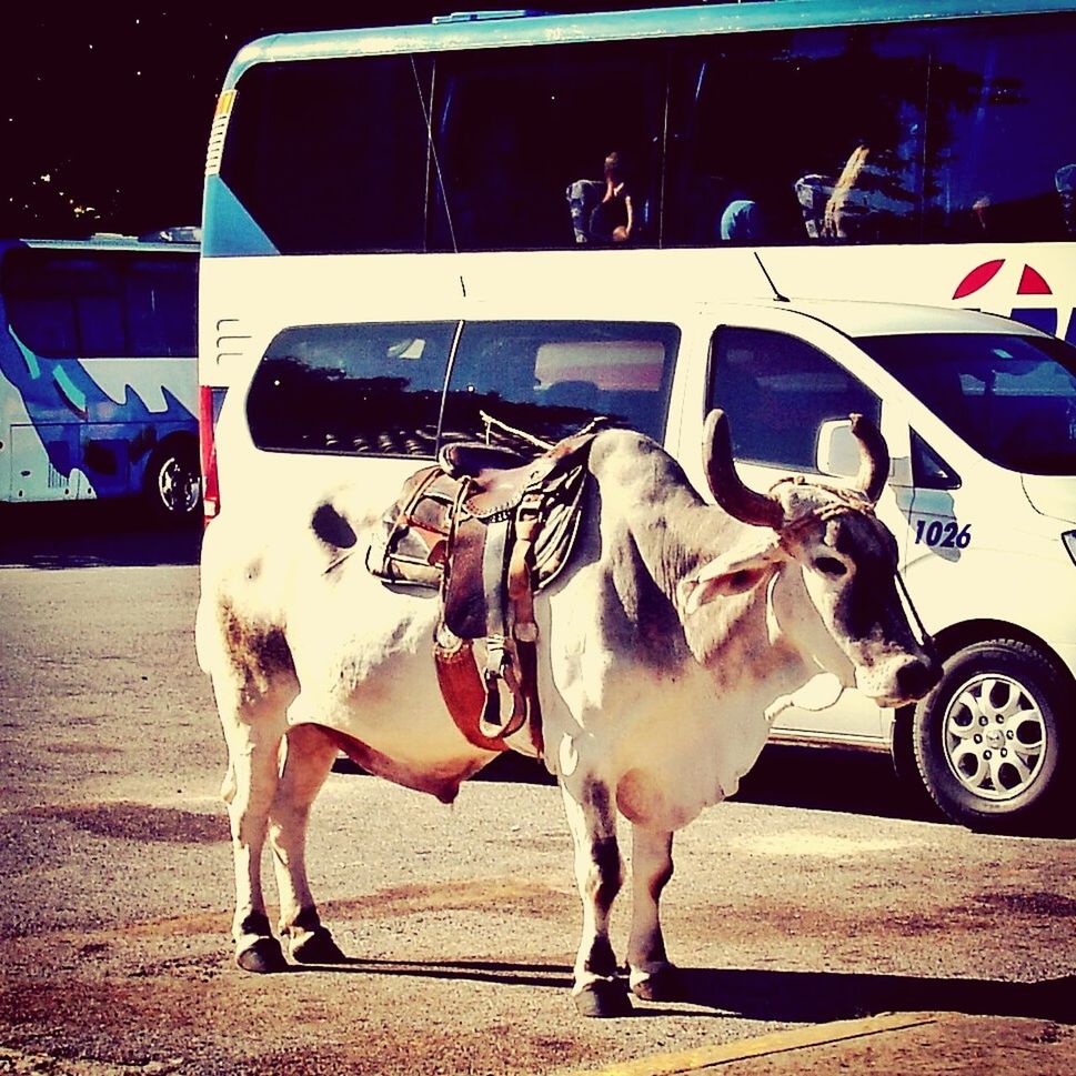 VIEW OF A HORSE CART