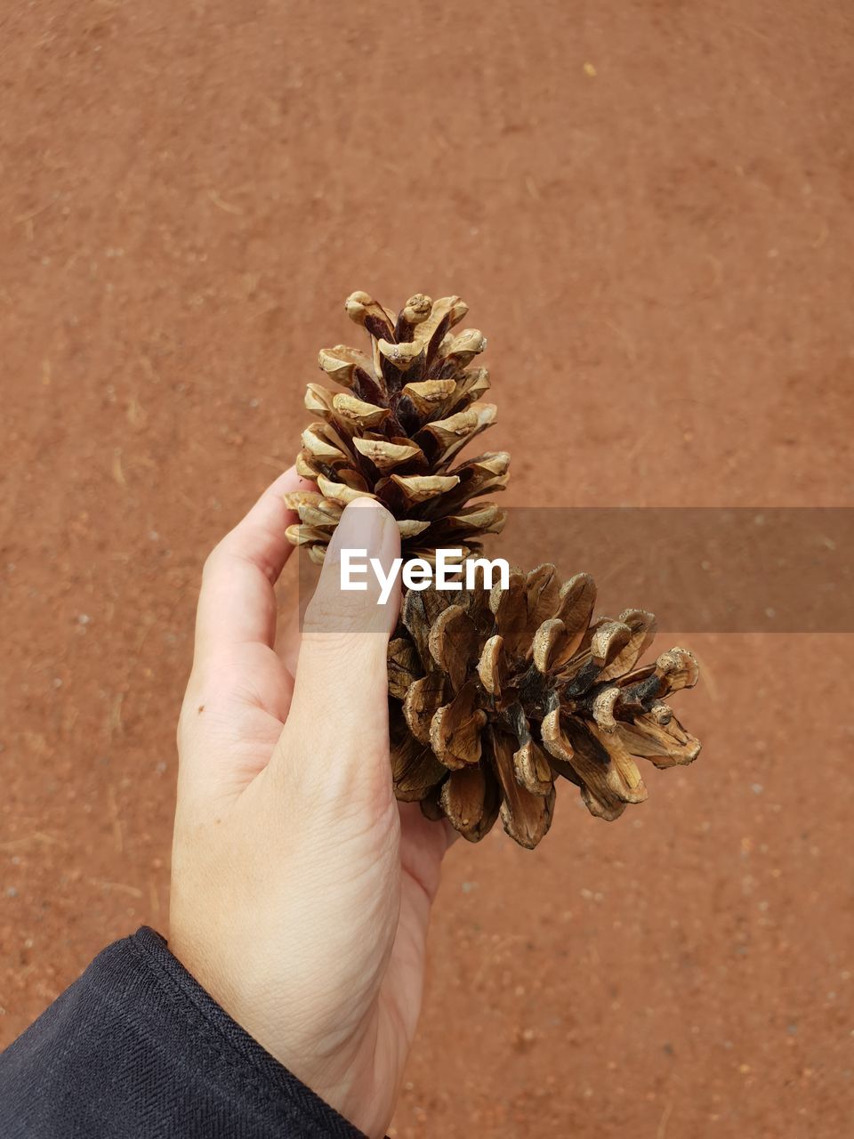 Close-up of hand holding pine cones over land