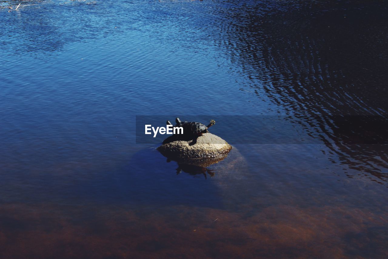 High angle view of turtles mating on rock amidst lake