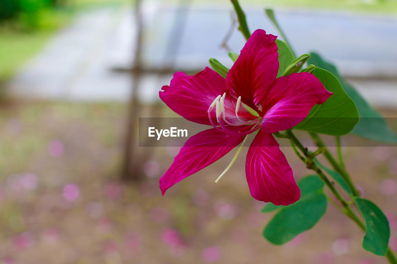 Close-up of pink flowering plant