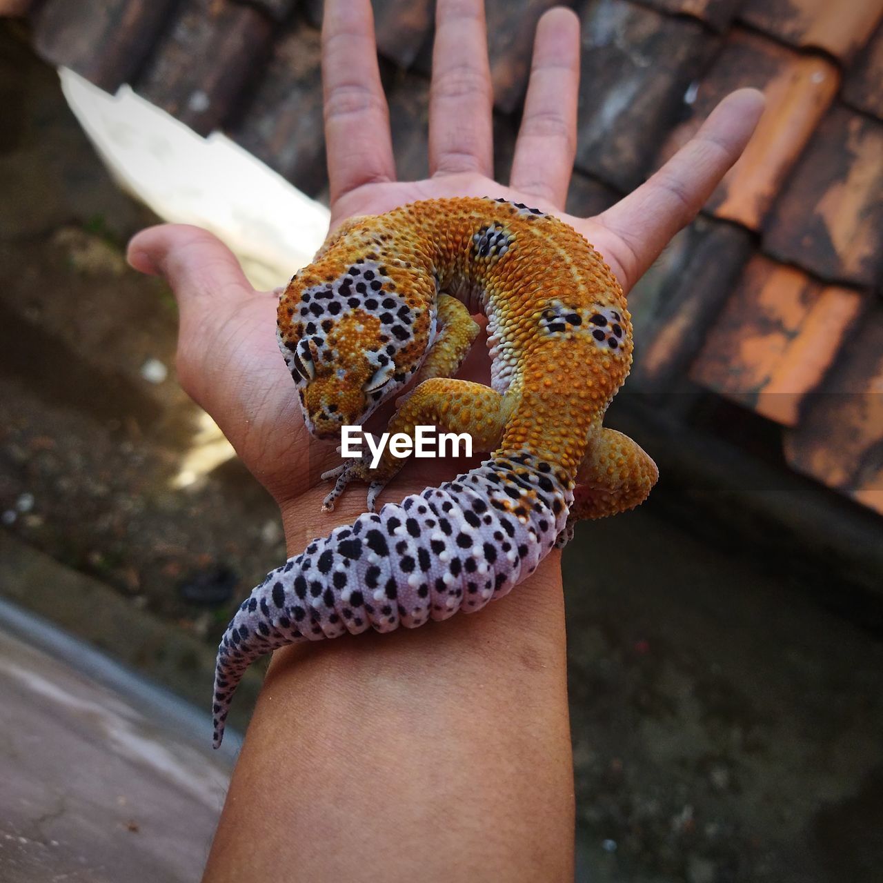 hand, one person, animal themes, animal, animal wildlife, holding, focus on foreground, one animal, adult, reptile, close-up, wildlife, day, outdoors, pattern, women, yellow