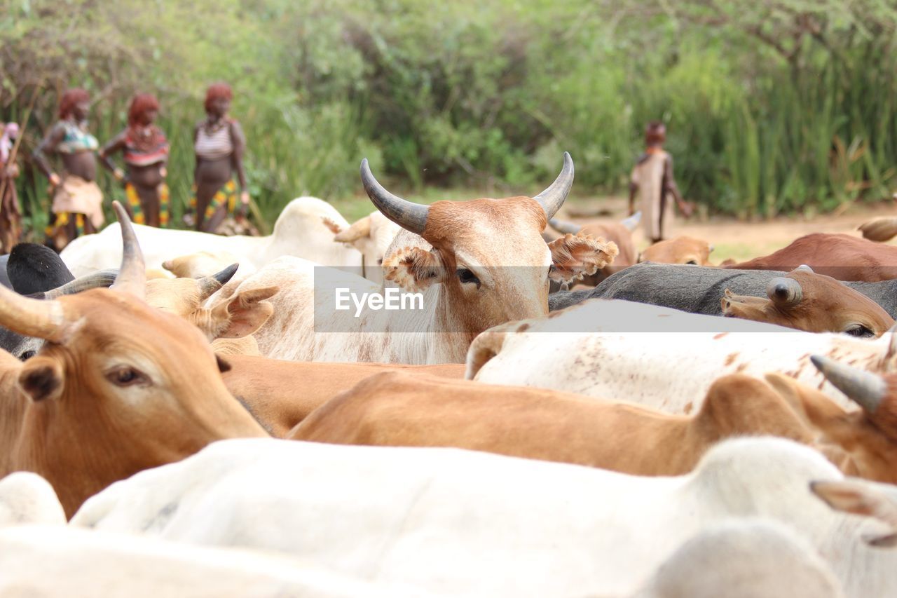 CLOSE-UP OF COWS ON FARM