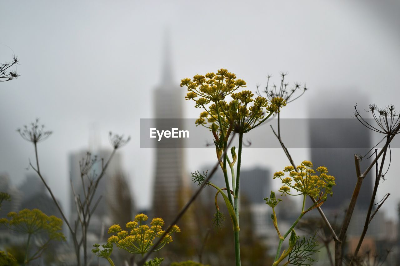 CLOSE-UP OF YELLOW FLOWERS GROWING AGAINST SKY