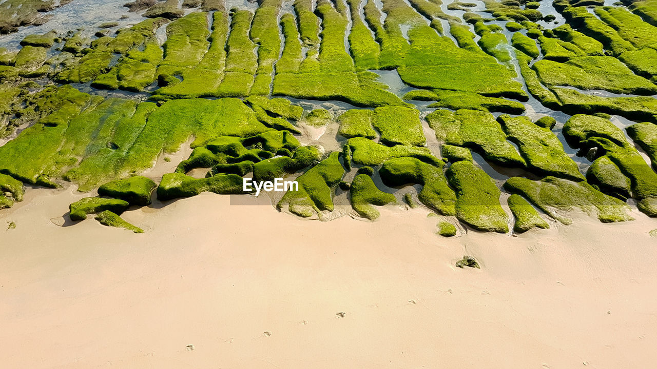 High angle view of plants on beach