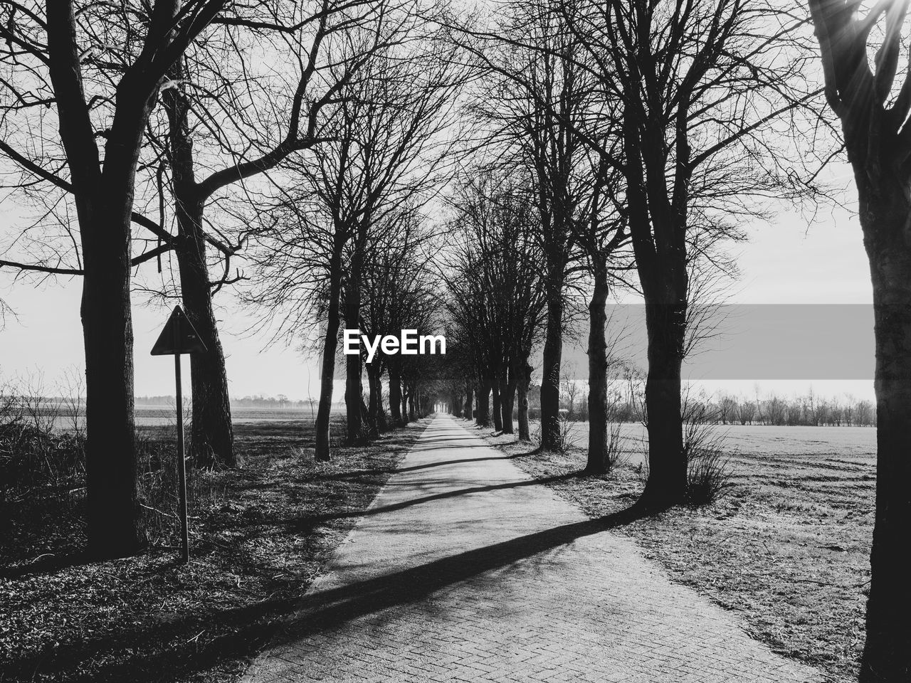 Bare trees on field against sky