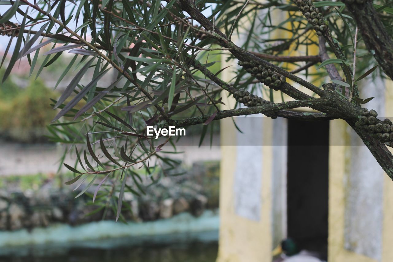 CLOSE-UP OF PLANT AGAINST TREE