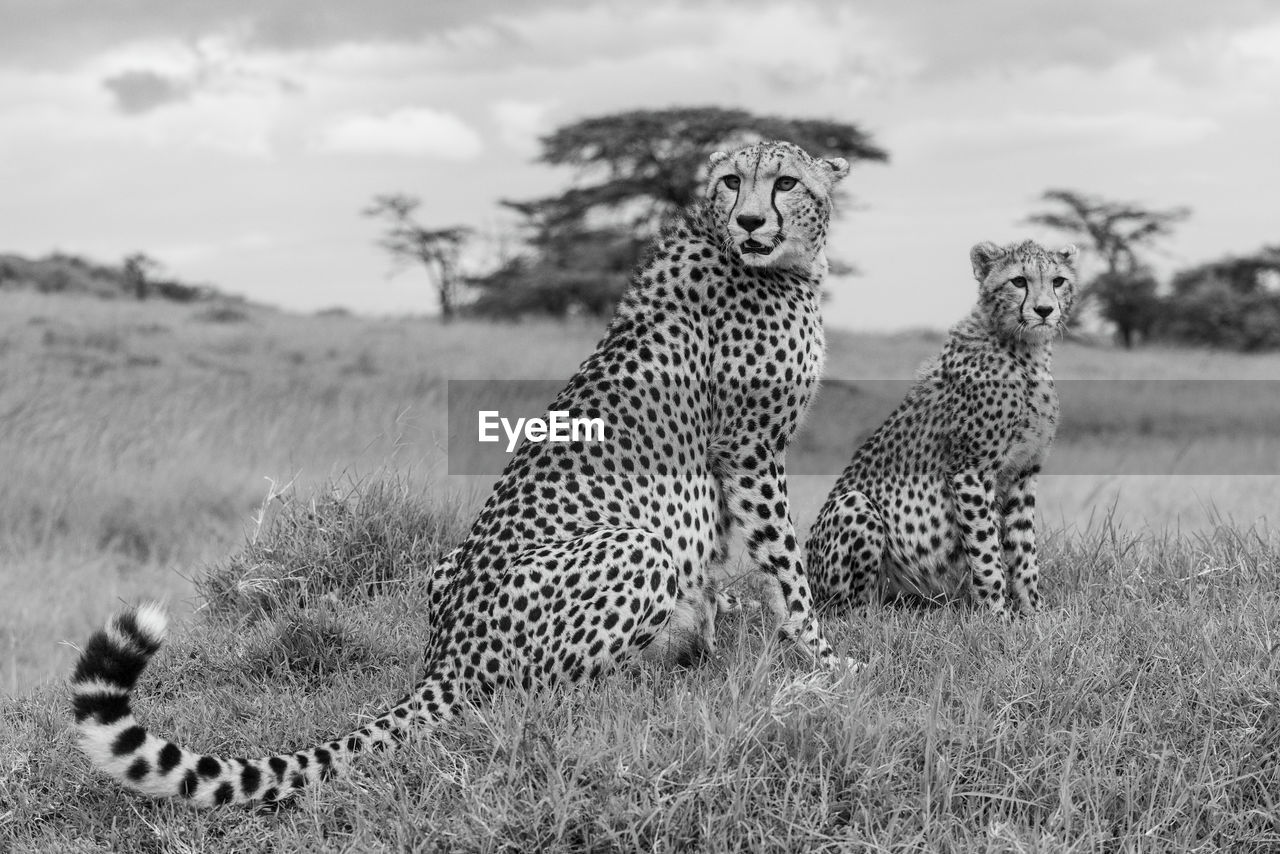 Mono cheetah and cub sit on mound