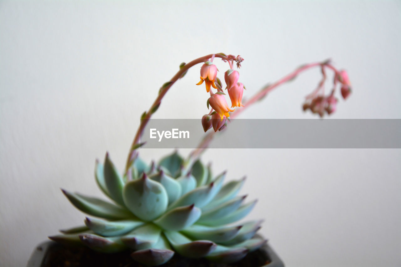 Closeup of a beautiful echeveria blue prince with delicate pink blossoms