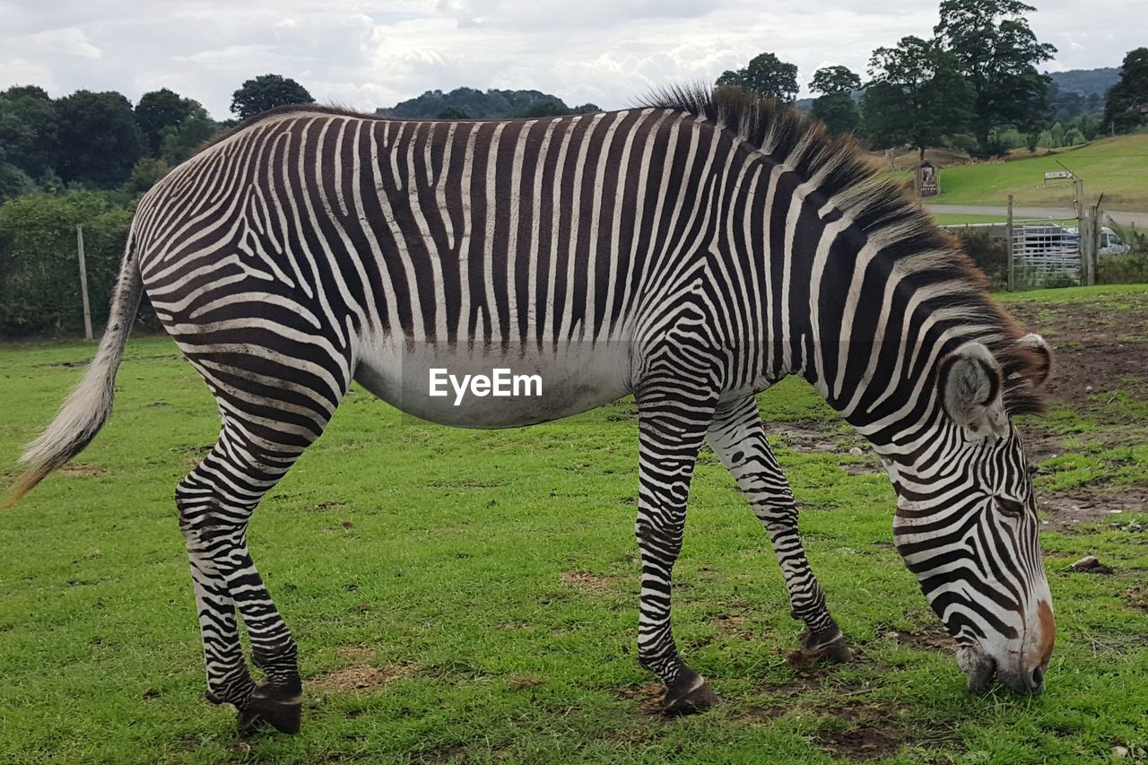 ZEBRAS STANDING ON FIELD