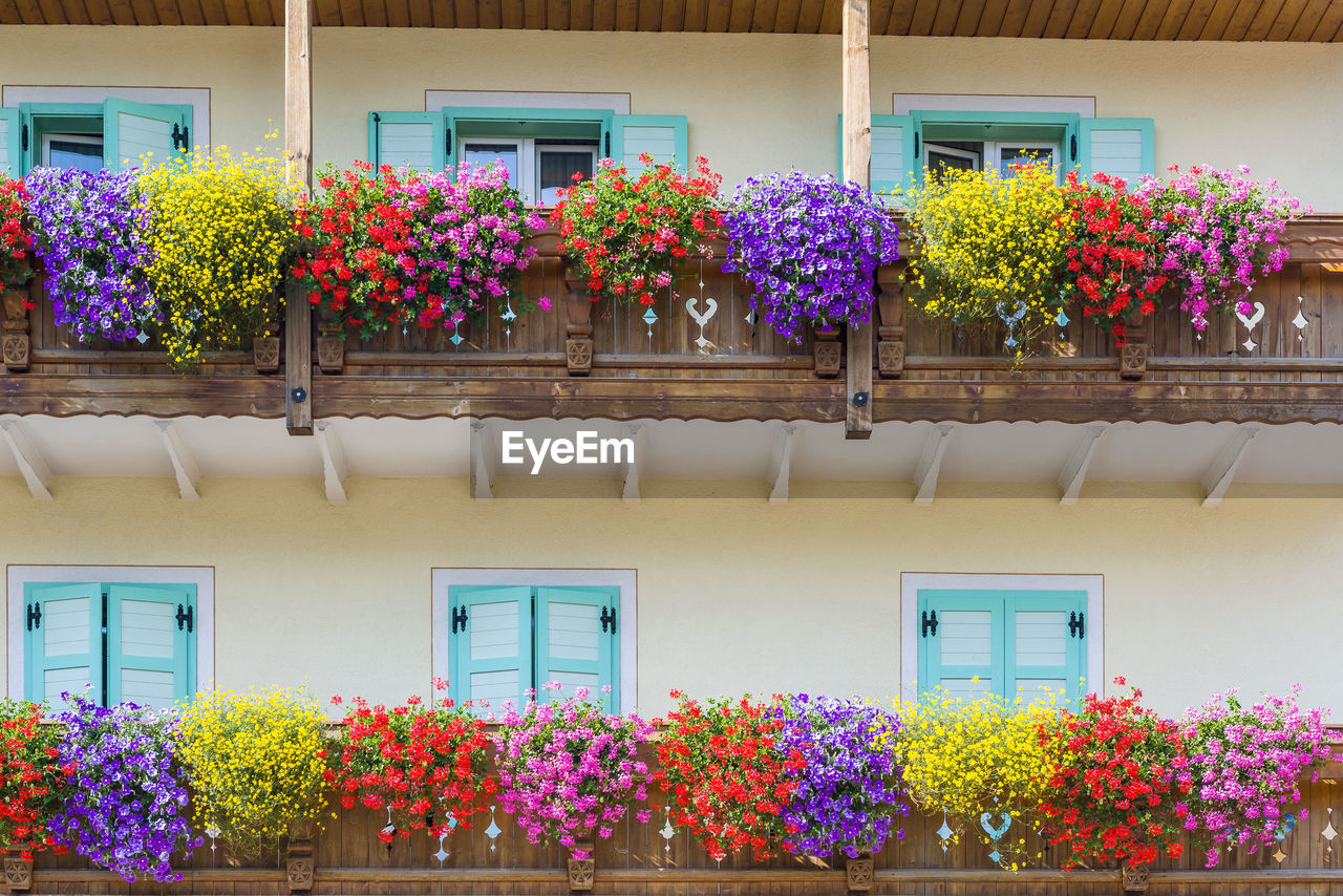 Low angle view of flowers on balcony