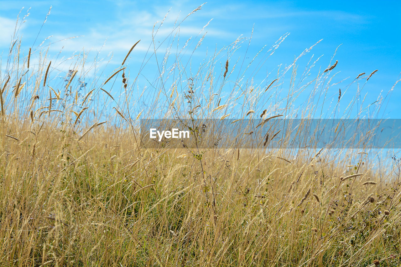 Close-up of grass against sky