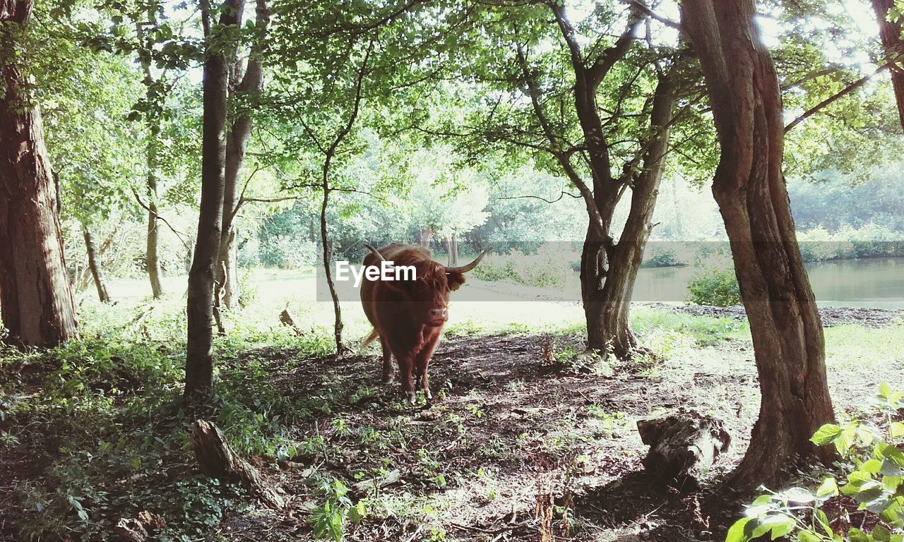 VIEW OF COW STANDING ON TREE TRUNK