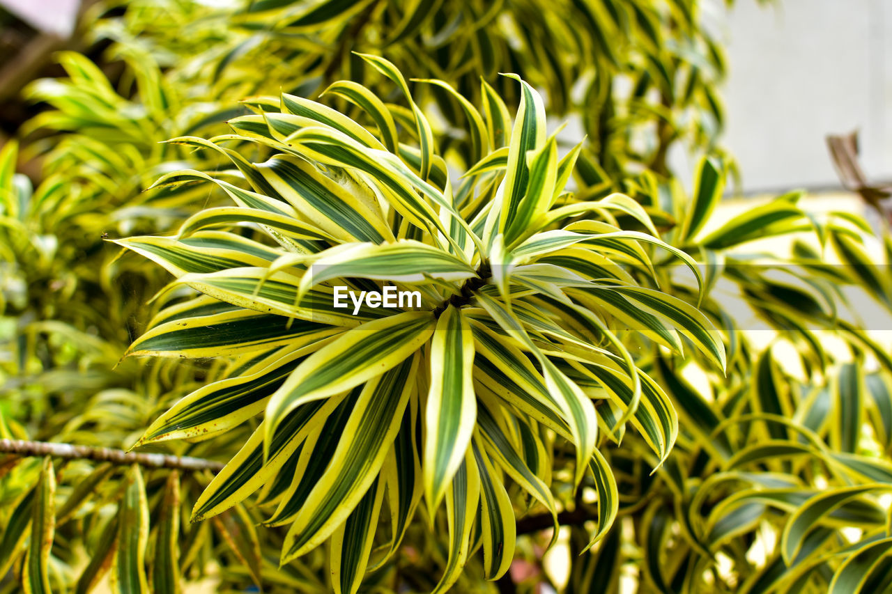 Close-up of fresh green plant