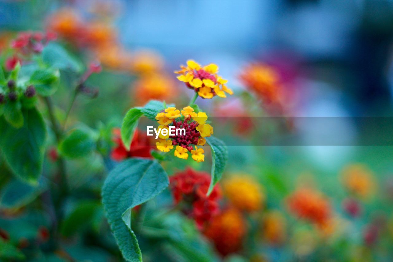 Close-up of fresh yellow flowers blooming outdoors