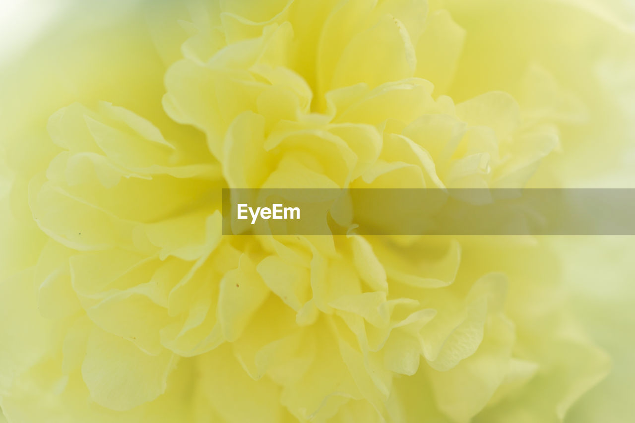 Close-up of yellow flower