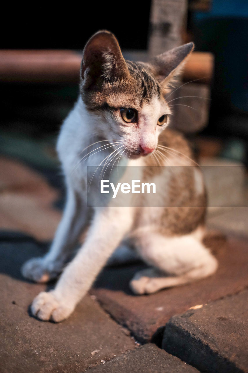 CLOSE-UP OF TABBY CAT