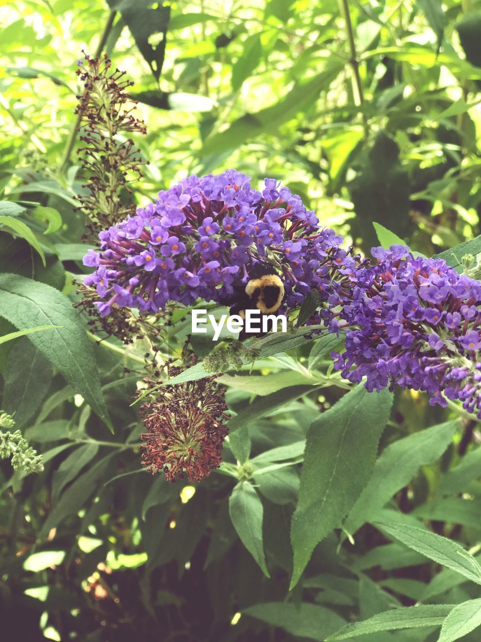 CLOSE-UP OF PURPLE FLOWER