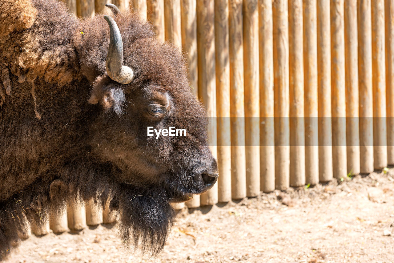 animal themes, animal, mammal, animal wildlife, one animal, wildlife, bison, no people, domestic animals, american bison, nature, day, outdoors, cattle, livestock, horned, brown, animal body part