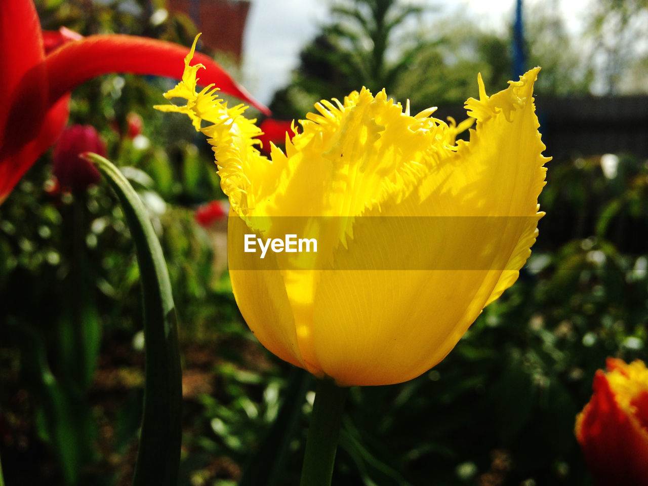 Close-up of yellow flower blooming on plant