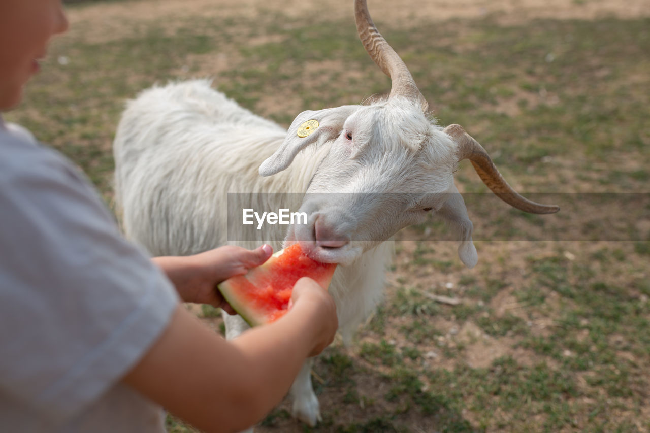 Close up of goat eating watermelon