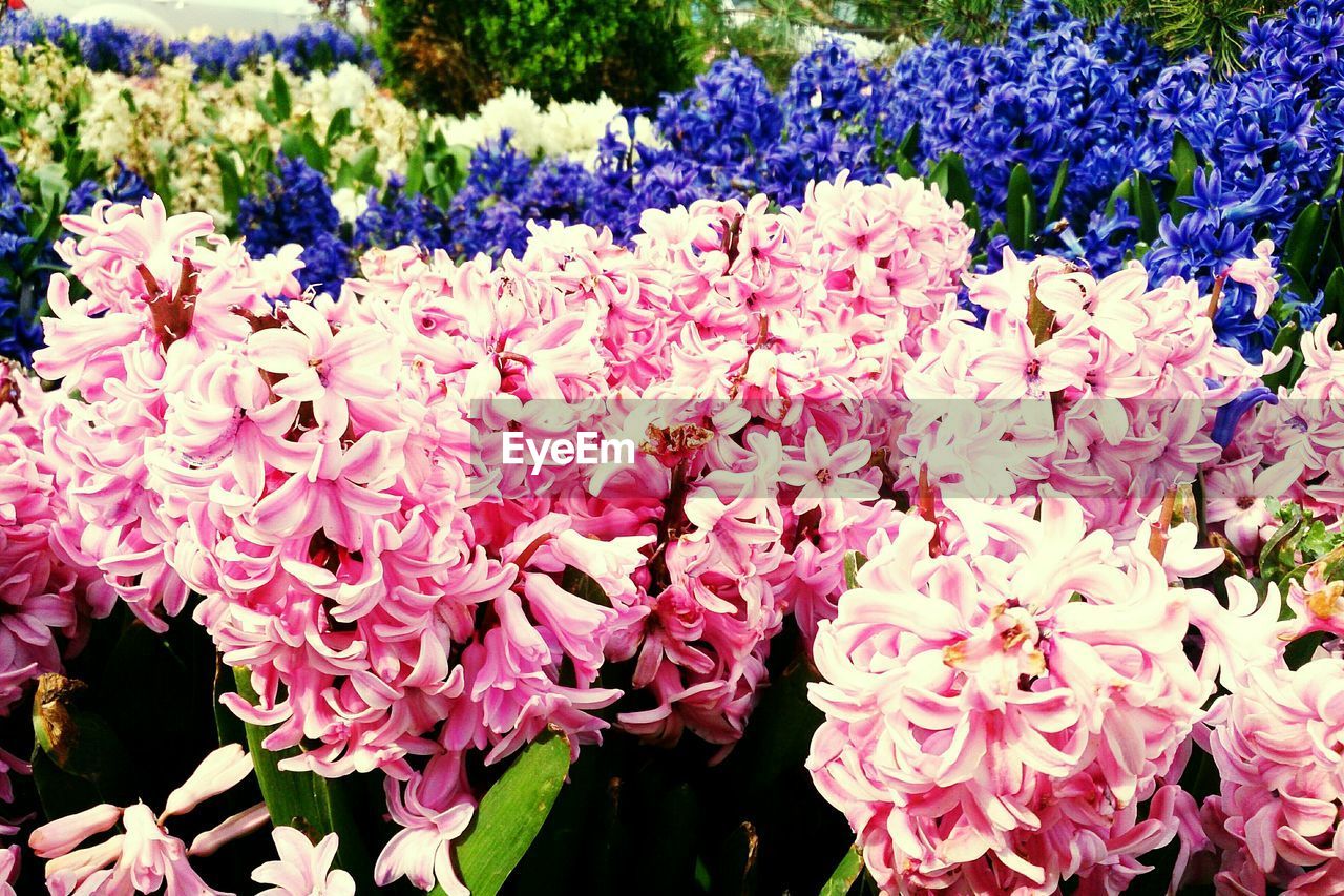 Pink and blue hyacinth flowers in garden