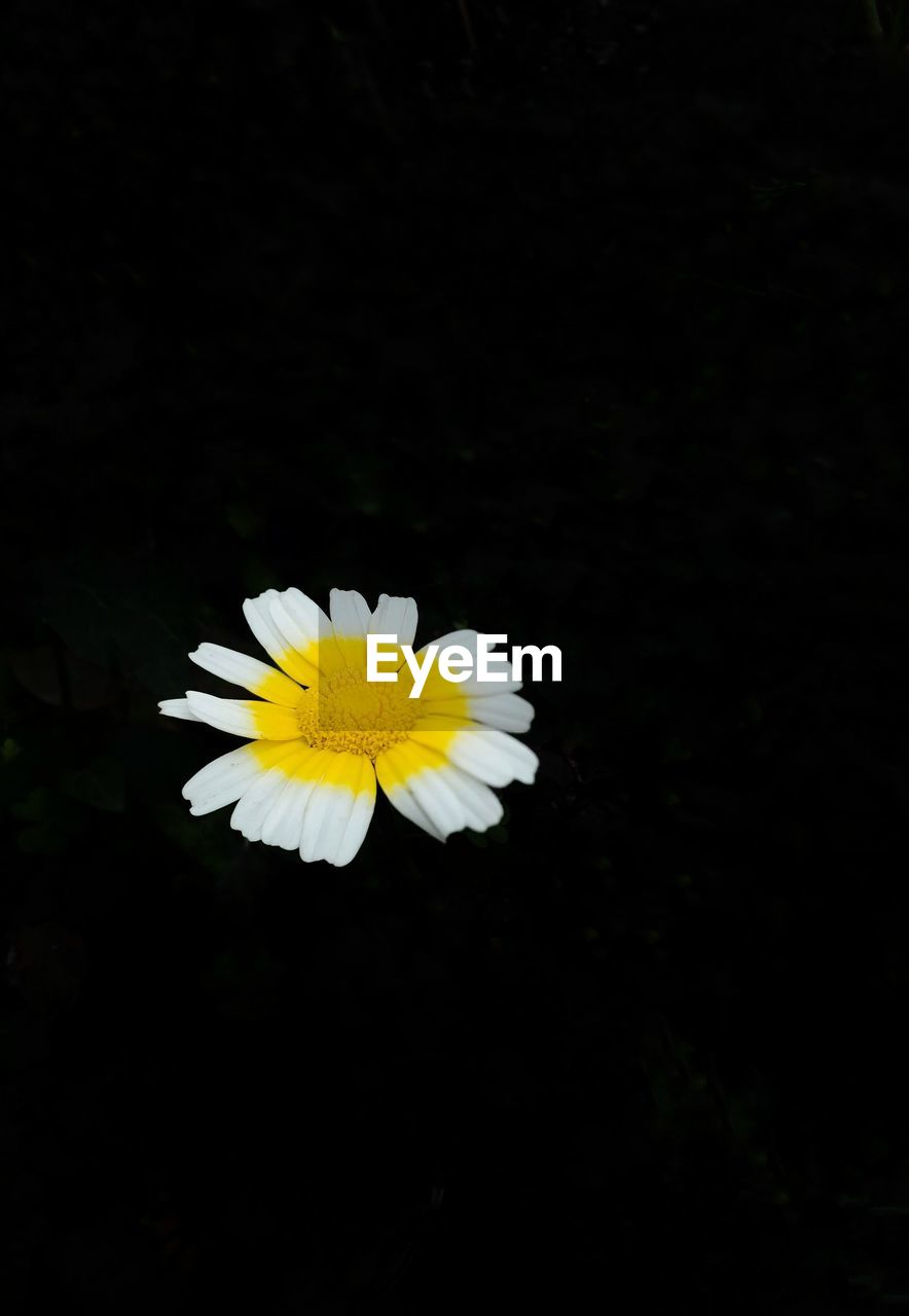 CLOSE-UP OF YELLOW FLOWERS BLOOMING AGAINST BLACK BACKGROUND