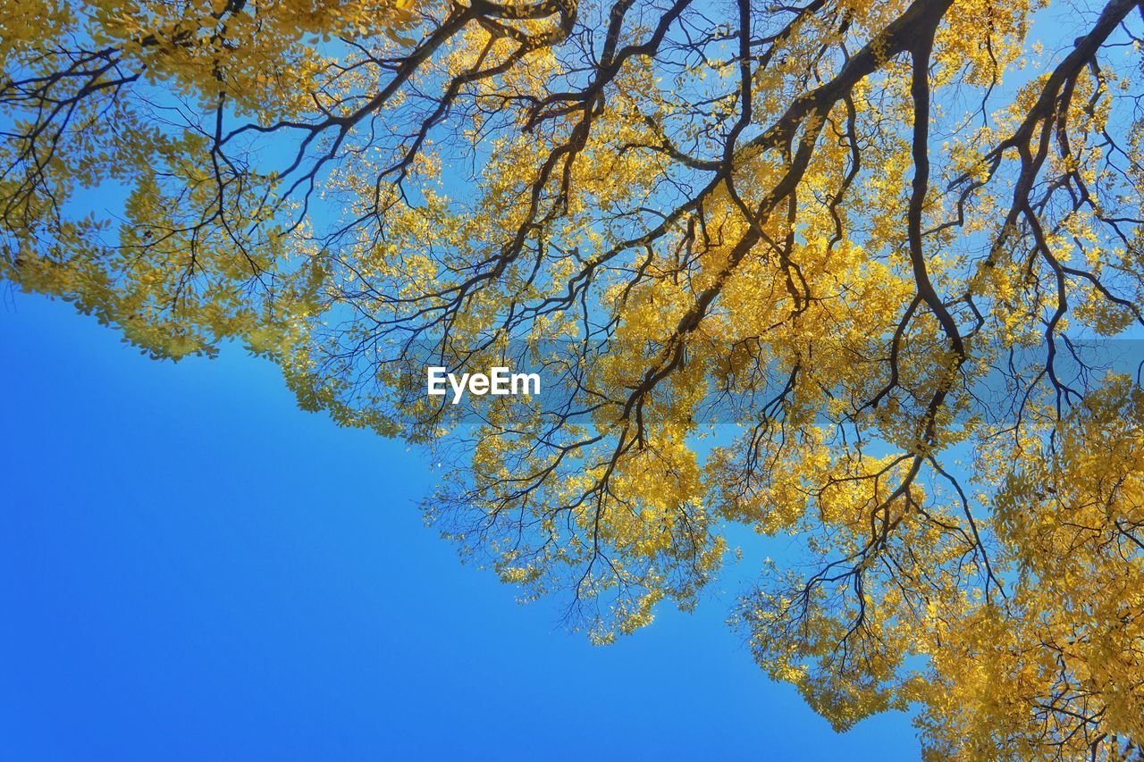 Low angle view of trees against clear blue sky