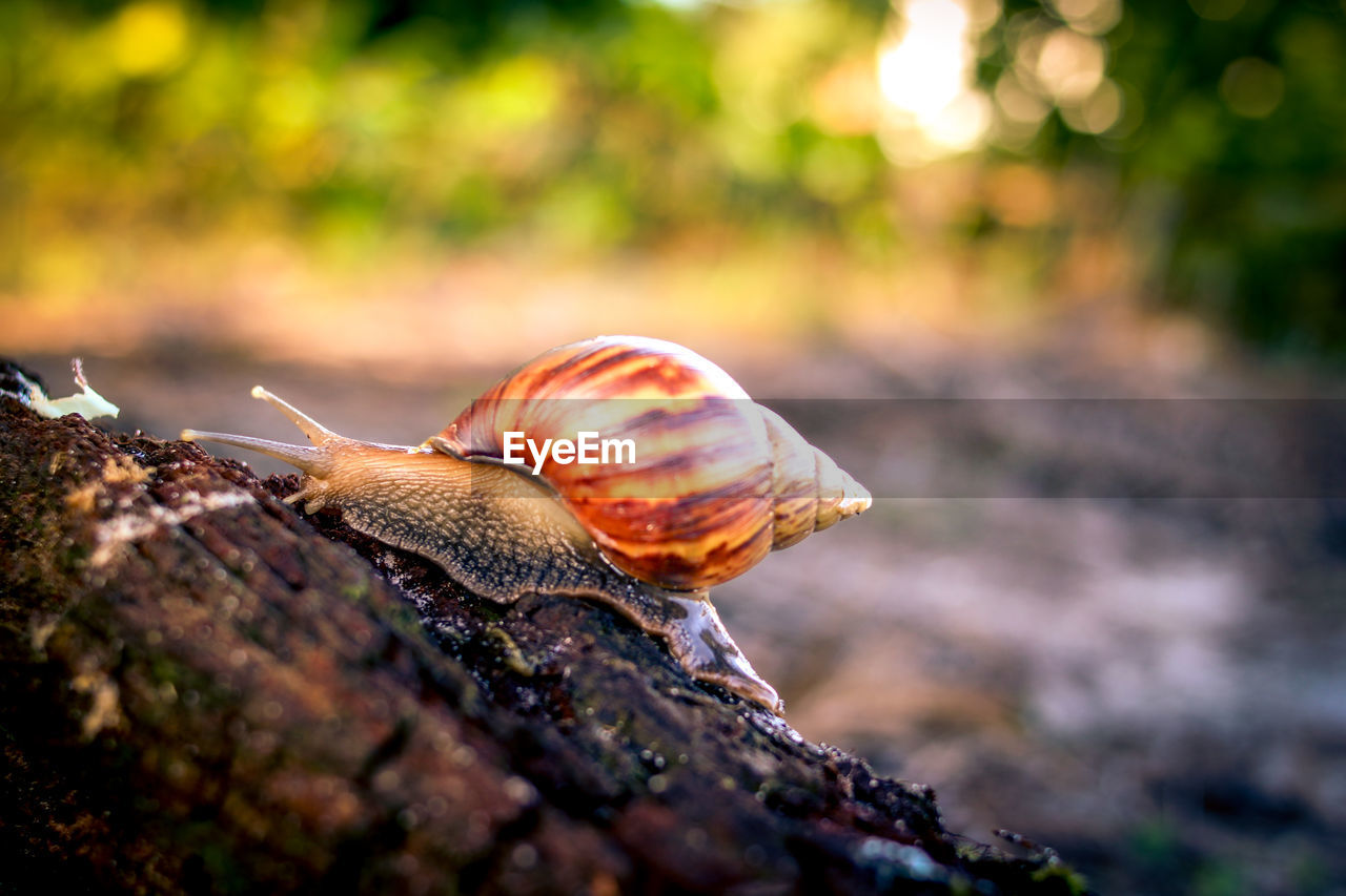 snail on tree trunk