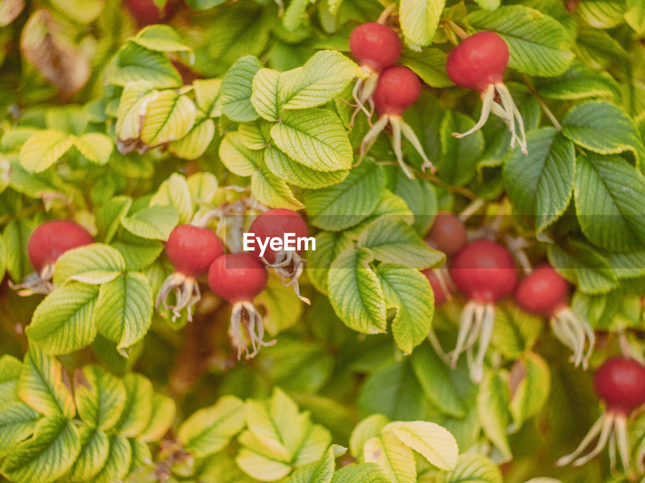 CLOSE-UP OF STRAWBERRY GROWING ON TREE