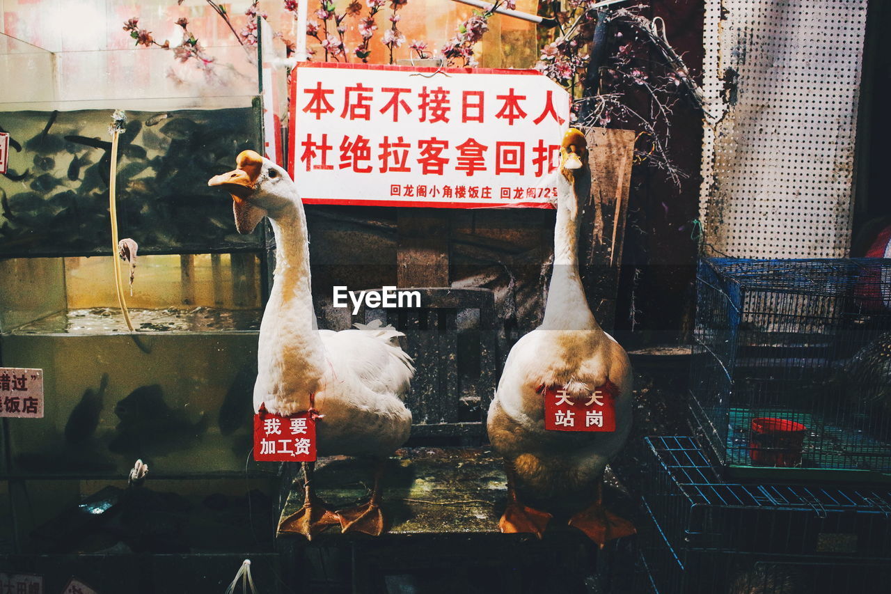 BIRDS IN A MARKET