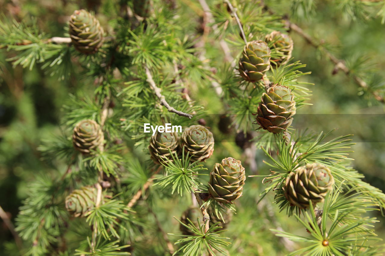 CLOSE-UP OF PINE CONE ON PLANT