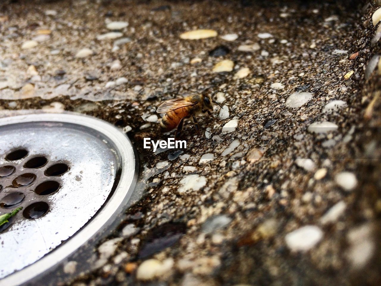 CLOSE-UP OF BEES