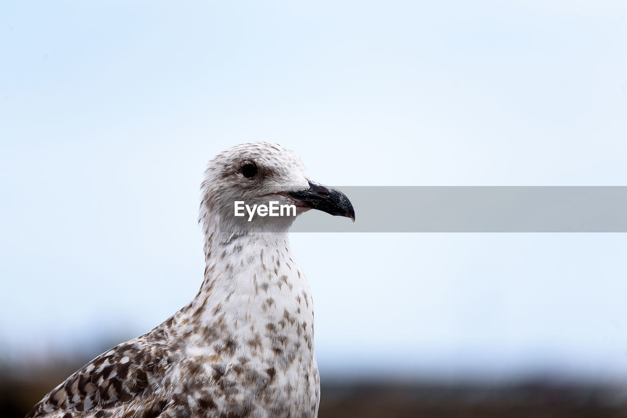CLOSE-UP OF SEAGULL AGAINST SKY