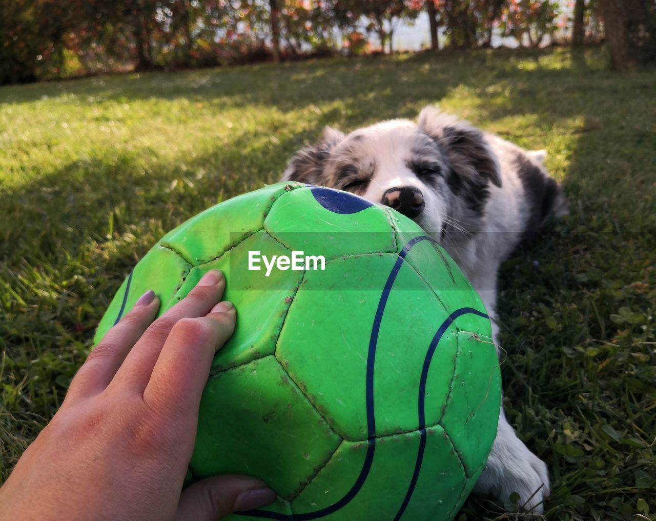 one animal, animal themes, animal, grass, green, pet, domestic animals, mammal, ball, soccer, soccer ball, plant, dog, canine, one person, hand, team sport, sports, nature, day, sports equipment, leisure activity, holding, outdoors, lifestyles, lawn