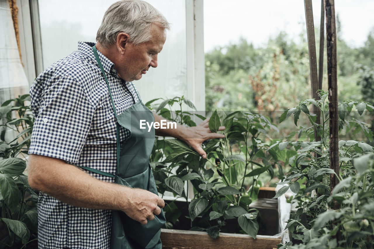 Mature man, gardener in greenhouse