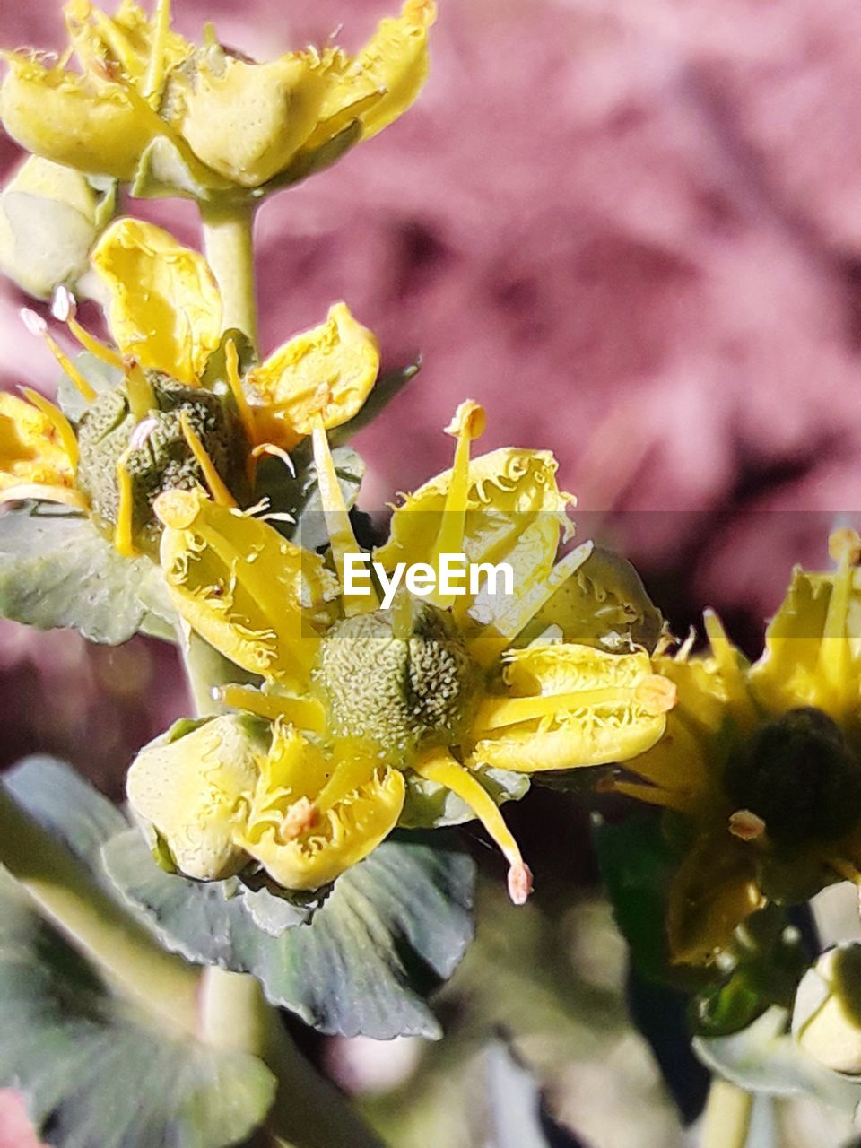 CLOSE-UP OF YELLOW ROSE PLANT