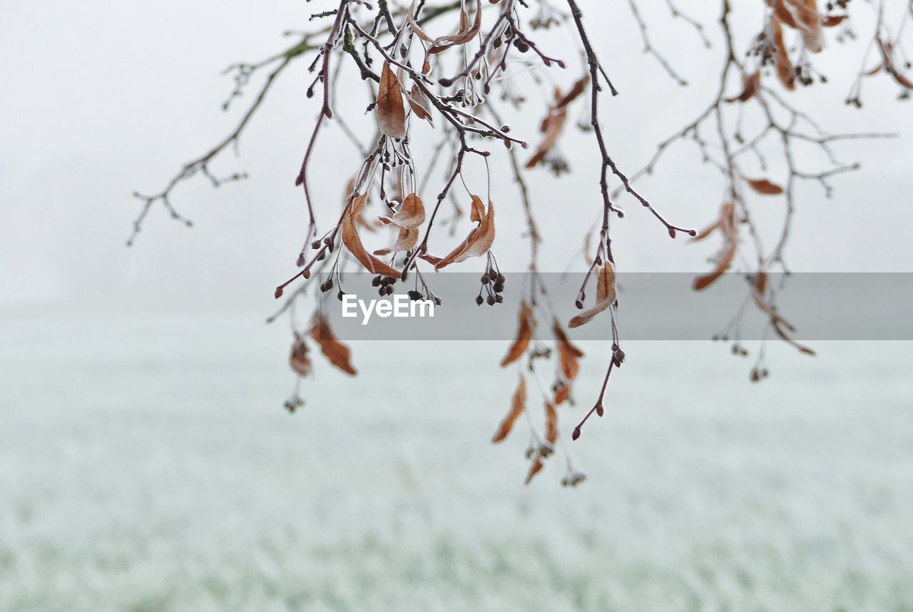 Close-up of dry branch outdoors