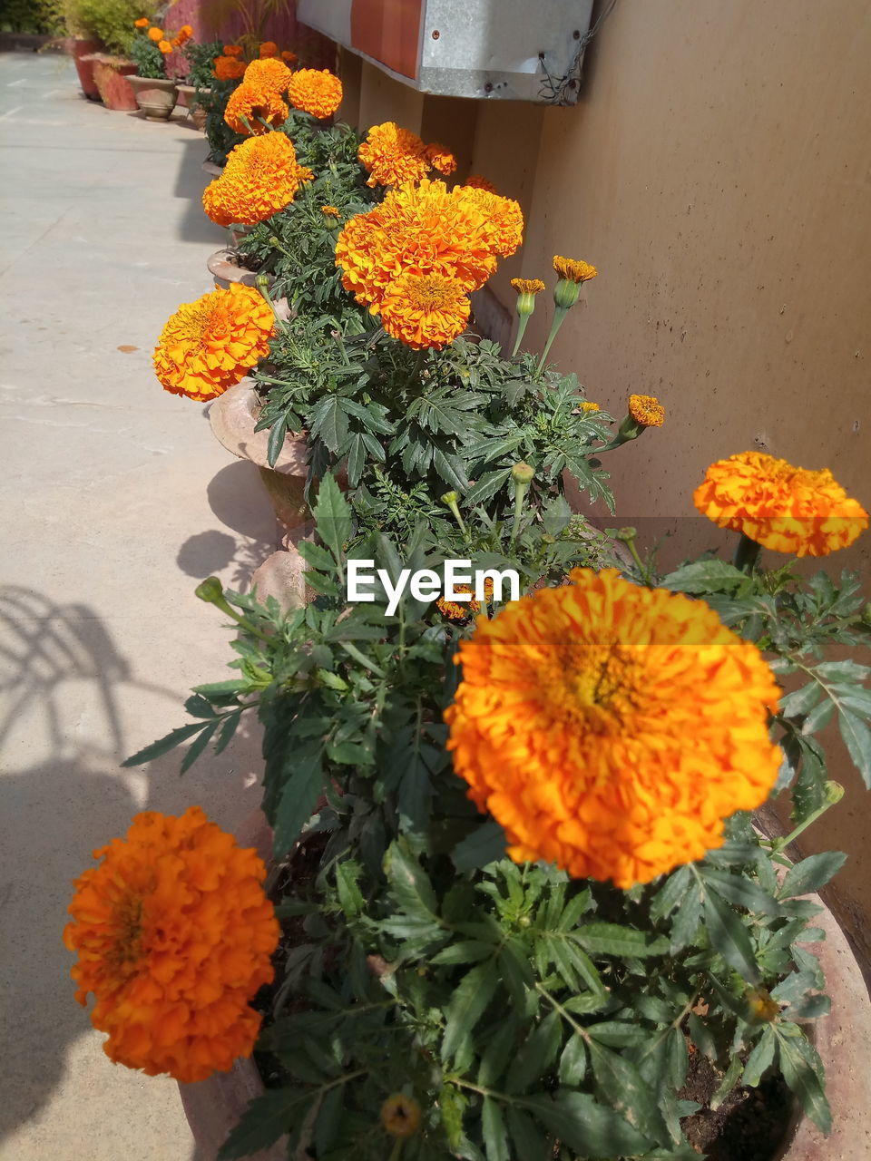 CLOSE-UP OF MARIGOLD FLOWER