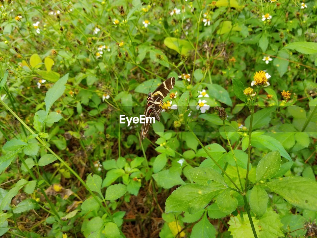 CLOSE-UP OF BEE POLLINATING ON GREEN PLANT