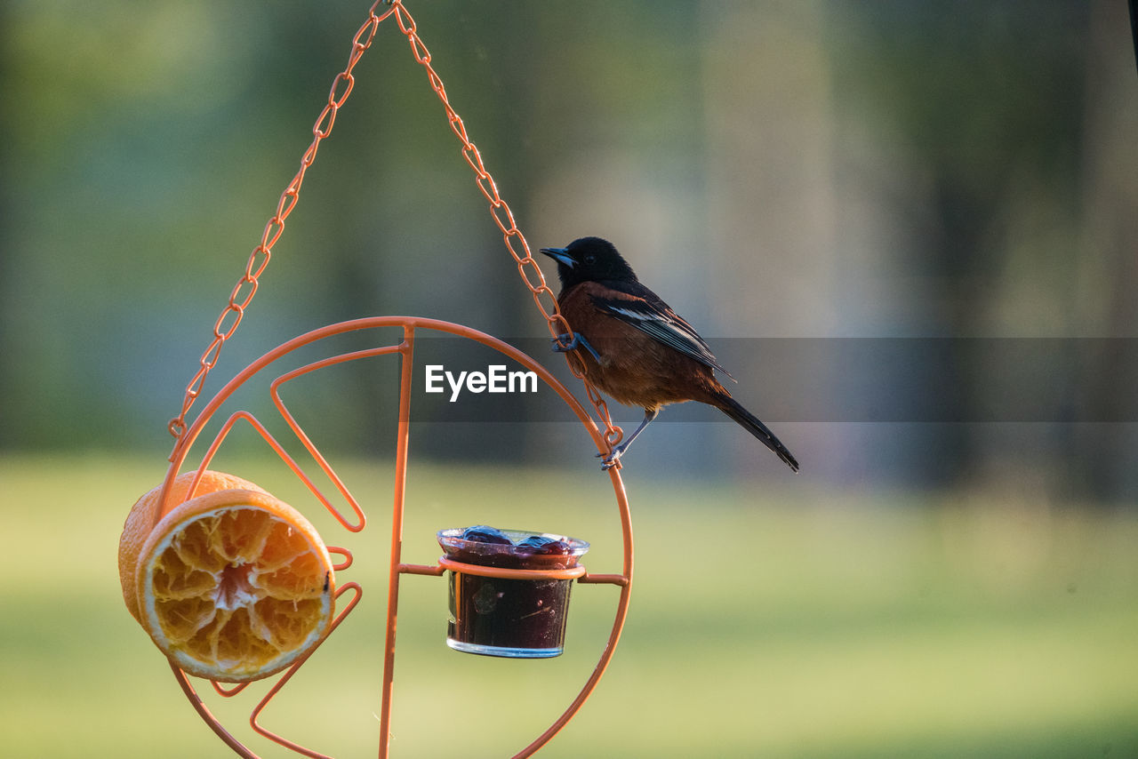 Orchard oriole looking for grape jelly