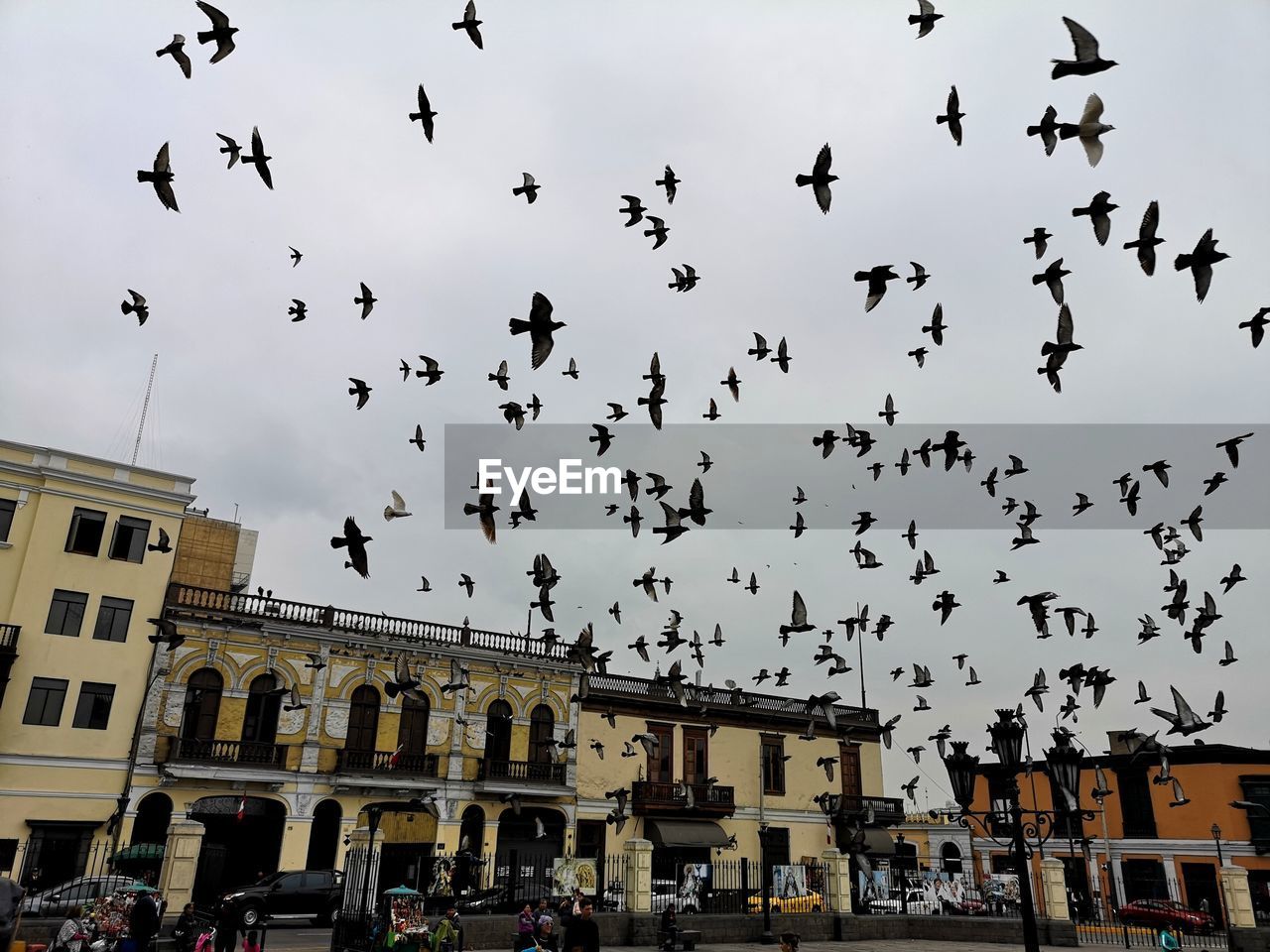 FLOCK OF BIRDS FLYING IN CITY