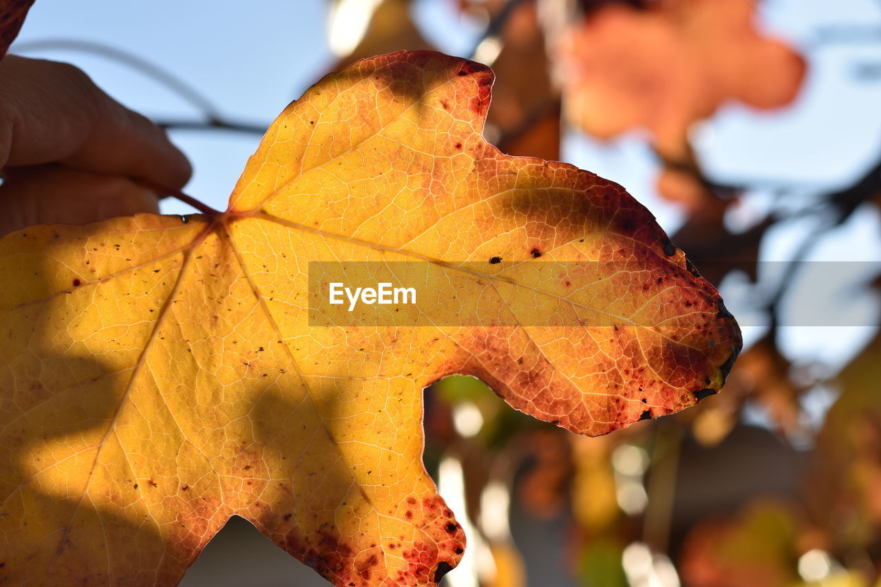 Close-up of orange maple leaves