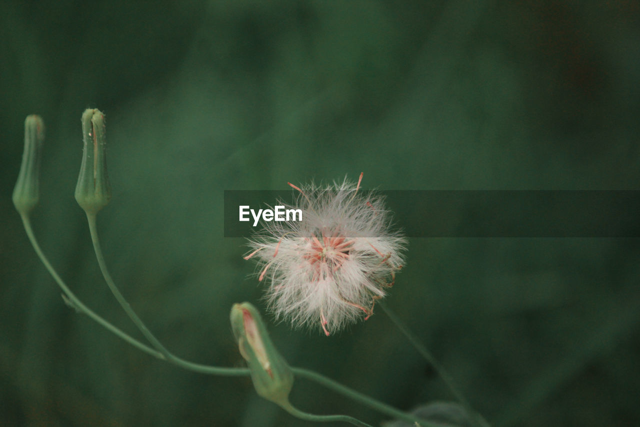 CLOSE-UP OF DANDELION AGAINST WHITE BACKGROUND