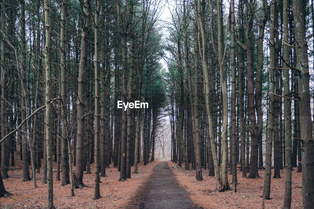 Footpath amidst trees in forest