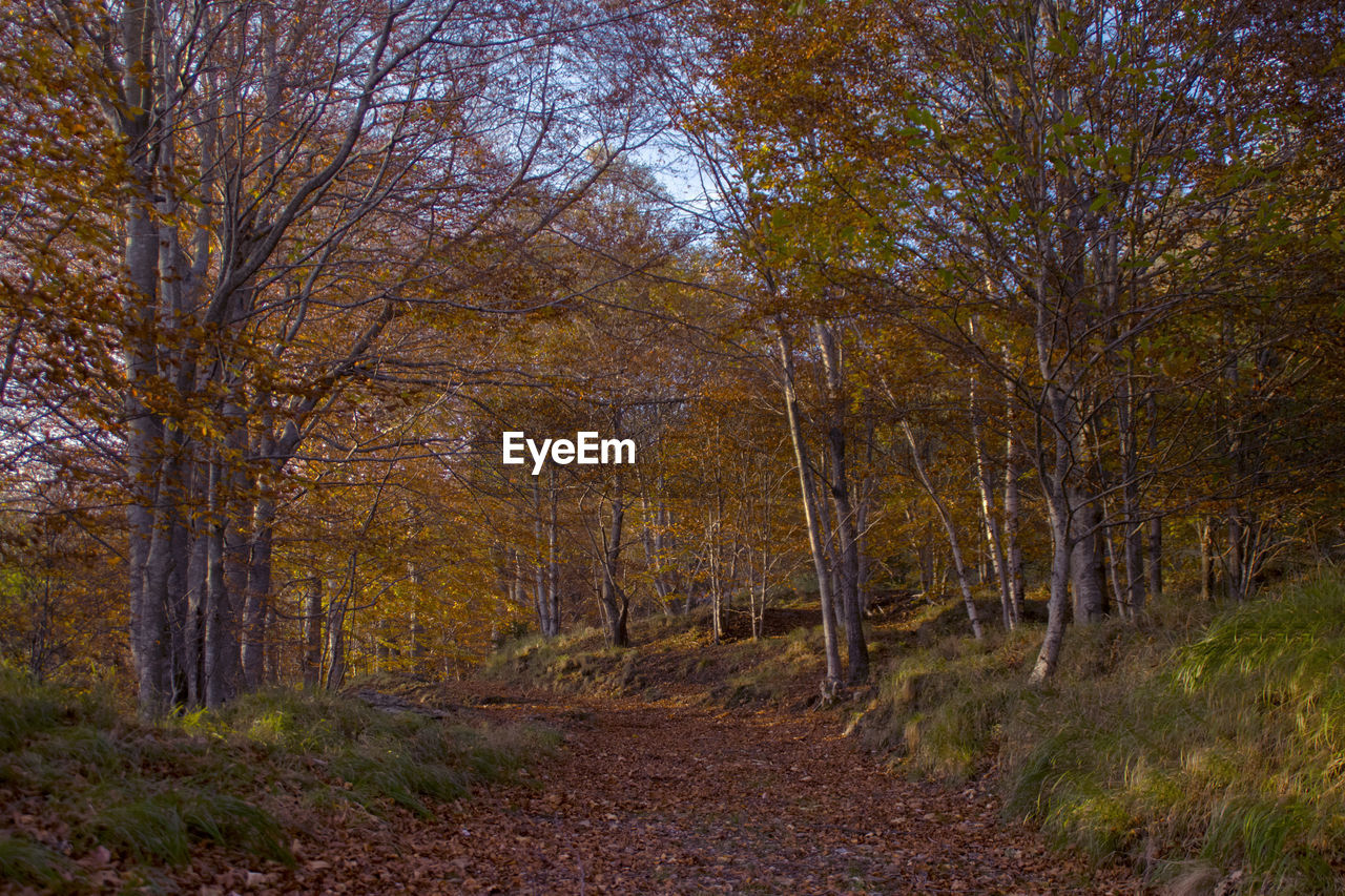 SCENIC VIEW OF FOREST AGAINST SKY