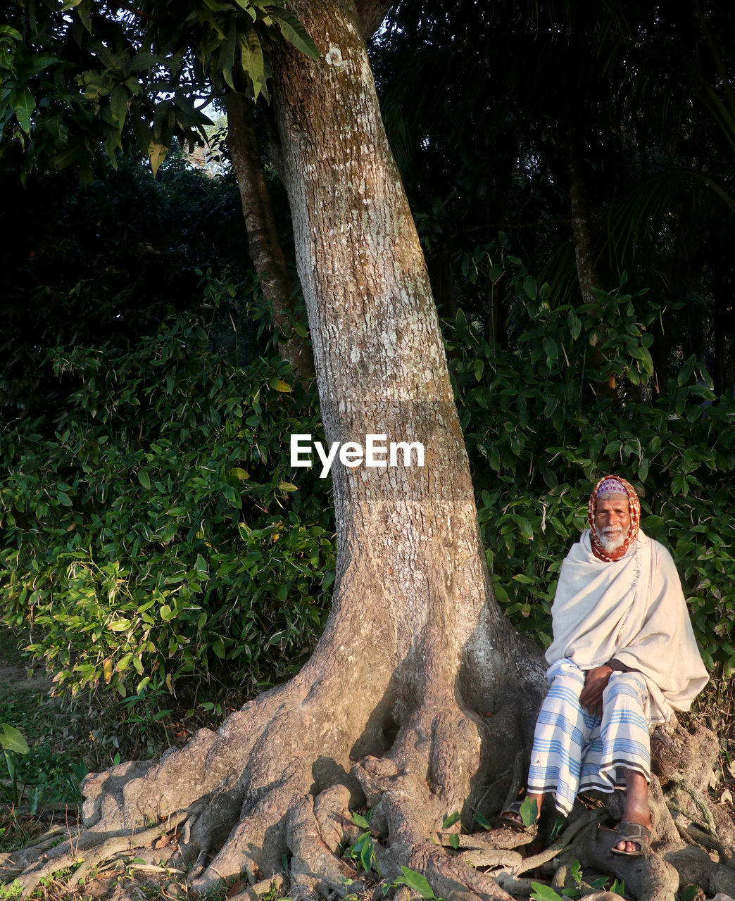  man sitting on tree