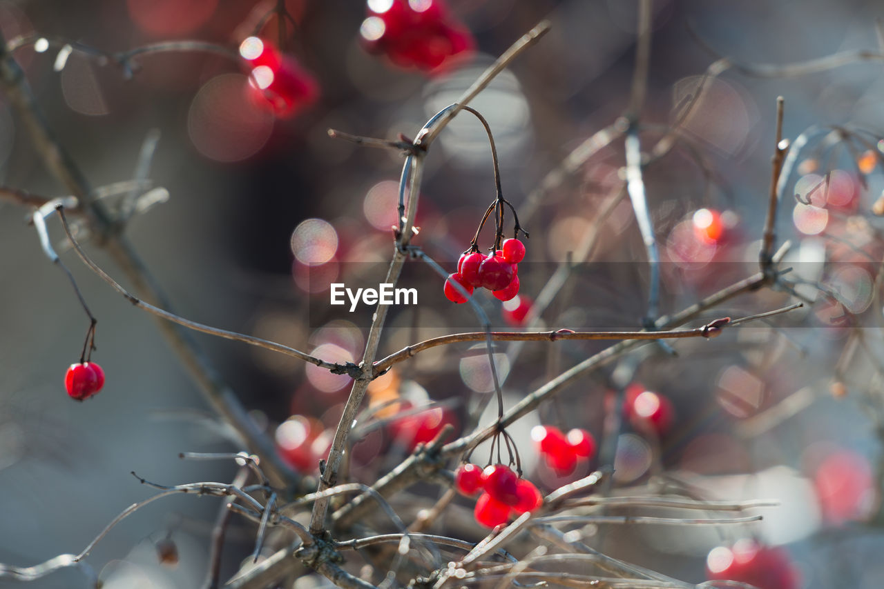 RED BERRIES GROWING ON PLANT