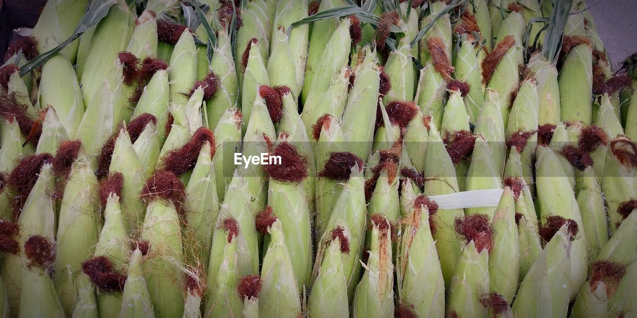 HIGH ANGLE VIEW OF VEGETABLES ON PLANT