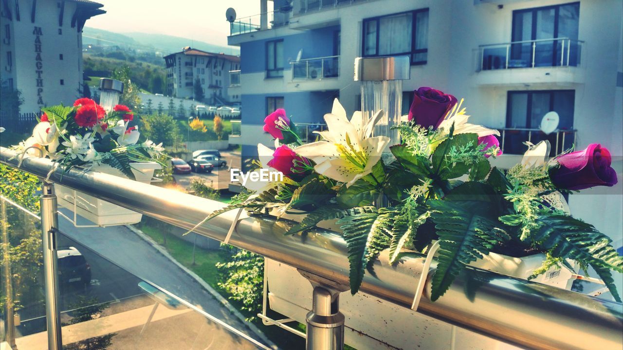 Flowers on railing against buildings